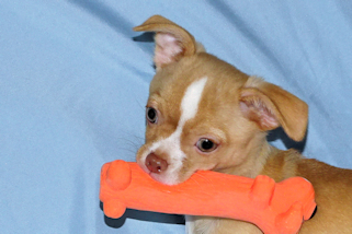 Berry - Fawn with white markings Male Smoothcoat chihuahua puppy