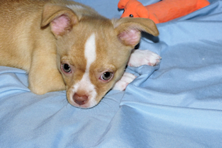 Berry - Fawn with white markings Male Smoothcoat chihuahua puppy