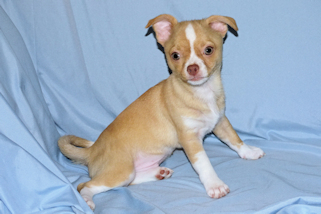 Berry - Fawn with white markings Male Smoothcoat chihuahua puppy