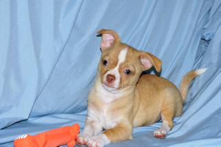 Berry - Fawn with white markings Male Smoothcoat chihuahua puppy
