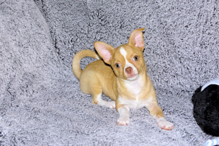 Berry - Fawn with white markings Male Smoothcoat chihuahua puppy