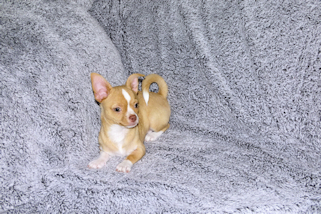 Berry - Fawn with white markings Male Smoothcoat chihuahua puppy
