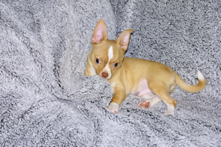 Berry - Fawn with white markings Male Smoothcoat chihuahua puppy