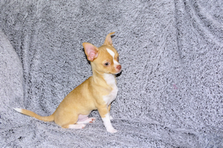 Berry - Fawn with white markings Male Smoothcoat chihuahua puppy