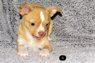 Berry - Fawn with white markings Male Smoothcoat chihuahua puppy