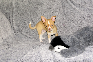 Berry - Fawn with white markings Male Smoothcoat chihuahua puppy