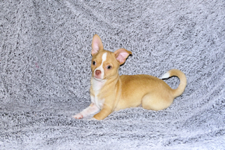 Berry - Fawn with white markings Male Smoothcoat chihuahua puppy