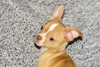 Berry - Fawn with white markings Male Smoothcoat chihuahua puppy