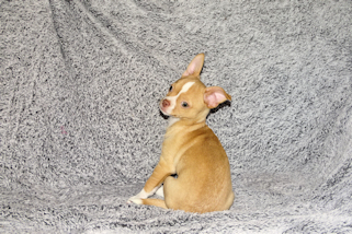 Berry - Fawn with white markings Male Smoothcoat chihuahua puppy