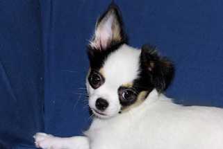 Carla - Black & White Spotted Longcoat Female Chihuahua Puppy