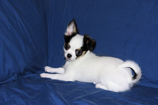 Carla - Black & White Spotted Longcoat Female Chihuahua Puppy