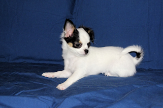 Carla - Black & White Spotted Longcoat Female Chihuahua Puppy