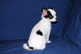 Carla - Black & White Spotted Longcoat Female Chihuahua Puppy