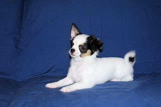 Carla - Black & White Spotted Longcoat Female Chihuahua Puppy