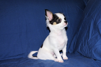 Carla - Black & White Spotted Longcoat Female Chihuahua Puppy