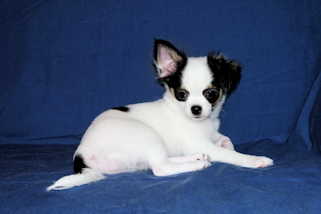 Carla - Black & White Spotted Longcoat Female Chihuahua Puppy