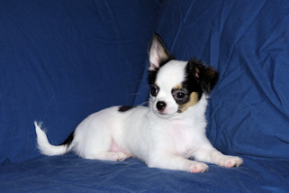 Carla - Black & White Spotted Longcoat Female Chihuahua Puppy