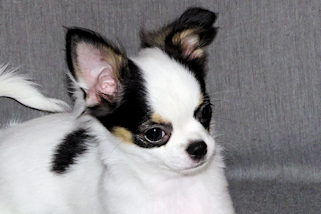 Carla - Black & White Spotted Longcoat Female Chihuahua Puppy