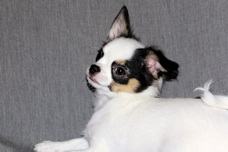Carla - Black & White Spotted Longcoat Female Chihuahua Puppy