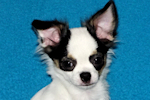 Carla - Black & White Spotted Longcoat Female Chihuahua Puppy