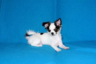 Carla - Black & White Spotted Longcoat Female Chihuahua Puppy