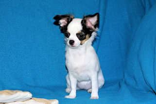 Carla - Black & White Spotted Longcoat Female Chihuahua Puppy