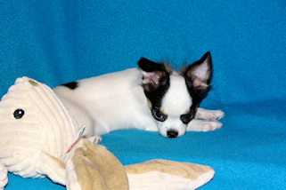 Carla - Black & White Spotted Longcoat Female Chihuahua Puppy