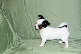 Carla - Black & White Spotted Longcoat Female Chihuahua Puppy