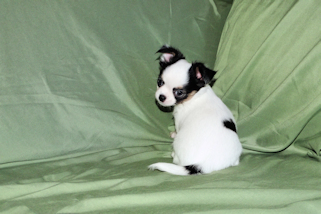 Carla - Black & White Spotted Longcoat Female Chihuahua Puppy