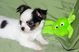 Carla - Black & White Spotted Longcoat Female Chihuahua Puppy