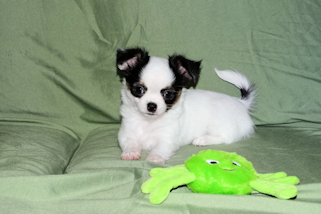Carla - Black & White Spotted Longcoat Female Chihuahua Puppy