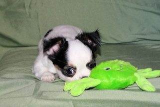 Carla - Black & White Spotted Longcoat Female Chihuahua Puppy