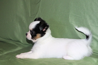 Carla - Black & White Spotted Longcoat Female Chihuahua Puppy