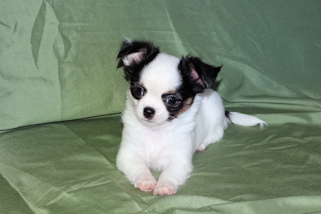 Carla - Black & White Spotted Longcoat Female Chihuahua Puppy