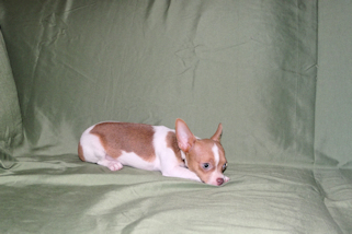 Caroline - Fawn & White Spotted Smoothcoat Female Chihuahua Puppy