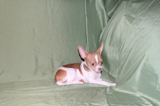 Caroline - Fawn & White Spotted Smoothcoat Female Chihuahua Puppy