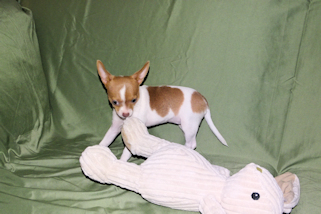 Caroline - Fawn & White Spotted Smoothcoat Female Chihuahua Puppy