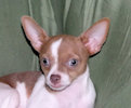 Caroline - Fawn & White Spotted Smoothcoat Female Chihuahua Puppy