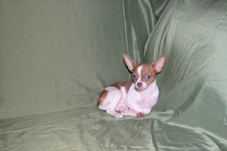 Caroline - Fawn & White Spotted Smoothcoat Female Chihuahua Puppy