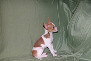 Caroline - Fawn & White Spotted Smoothcoat Female Chihuahua Puppy