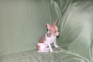Caroline - Fawn & White Spotted Smoothcoat Female Chihuahua Puppy