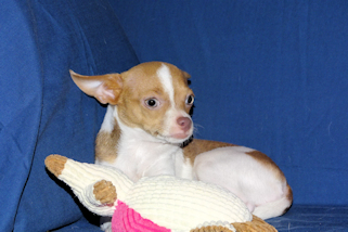 Caroline - Fawn & White Spotted Smoothcoat Female Chihuahua Puppy