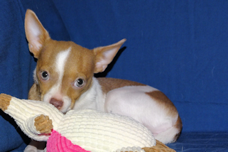 Caroline - Fawn & White Spotted Smoothcoat Female Chihuahua Puppy
