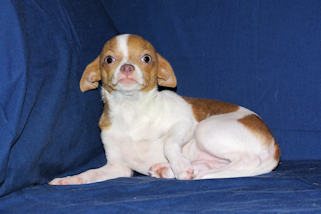 Caroline - Fawn & White Spotted Smoothcoat Female Chihuahua Puppy
