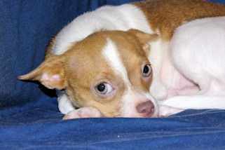Caroline - Fawn & White Spotted Smoothcoat Female Chihuahua Puppy