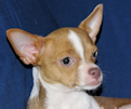 Caroline - Fawn & White Spotted Smoothcoat Female Chihuahua Puppy