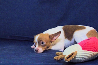 Caroline - Fawn & White Spotted Smoothcoat Female Chihuahua Puppy