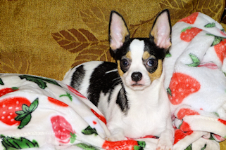 Conner - Black & White Spotted Smoothcoat Male Chihuahua Puppy