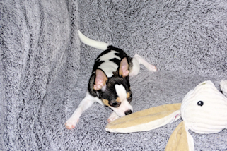 Conner - Black & White Spotted Smoothcoat Male Chihuahua Puppy