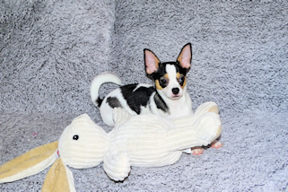 Conner - Black & White Spotted Smoothcoat Male Chihuahua Puppy